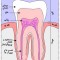 teeth_anatomy